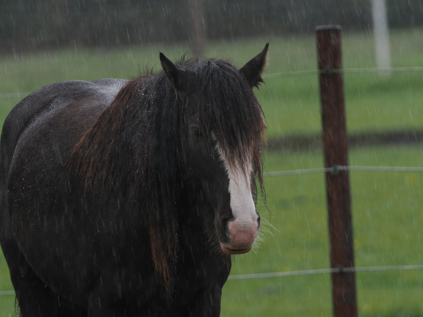 Impregnering hästtäcke